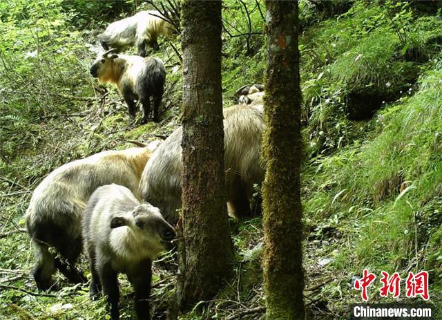 北川チャン族自治県小寨子溝国家級自然保護区で撮影された、ターキンが活動する様子（資料提供・北川チャン族自治県広報部）。