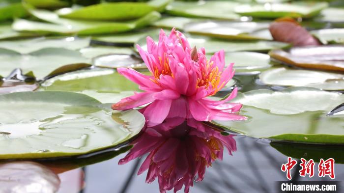 広州で見つかった1つの茎に7つの花がついたスイレン（写真提供・黄楽旖）。 