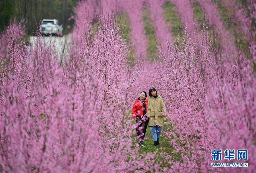 様々な措置を通じて農民の増収を後押し　陝西省南エリア