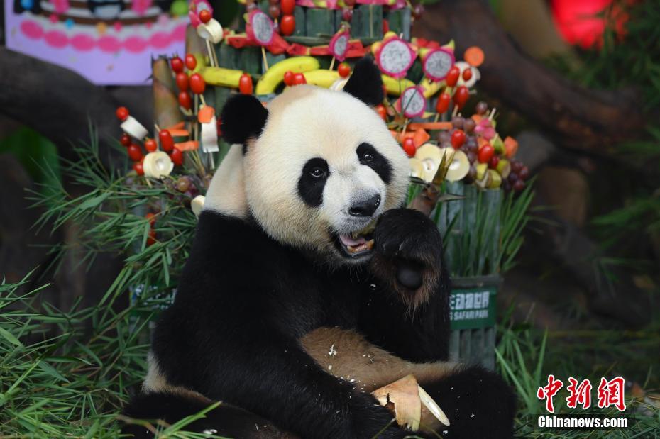 7月29日、広東省広州市長隆野生動物世界で、特製バースデーケーキを食べる三つ子パンダのうちの一頭「帥帥（シュアイシュアイ）」（撮影・陳驥旻）。