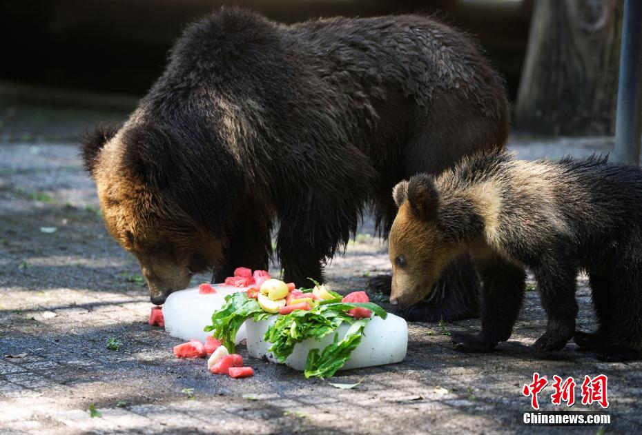 重慶の気温は40度！動物園が動物たちに暑さ対策