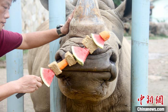 カスタムメイドの「夏季スペシャルメニュー」をサイに与える飼育員（写真は無錫動物園提供）。