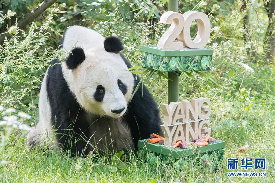 8月9日、オーストリア・ウィーンのシェーンブルン動物園で、誕生日プレゼントを受け取ったパンダの「陽陽（ヤンヤン）」。