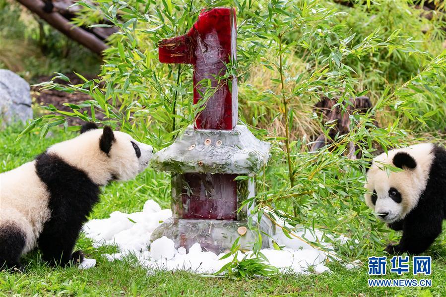 独ベルリン動物園の双子パンダが1歳に！