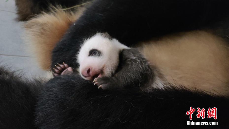 韓国生まれの赤ちゃんパンダ、目のまわり黒くなり体重10倍に　ソウル