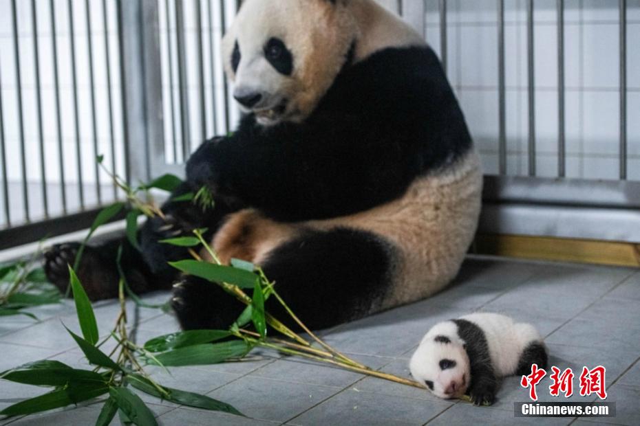 韓国生まれの赤ちゃんパンダ、目のまわり黒くなり体重10倍に　ソウル