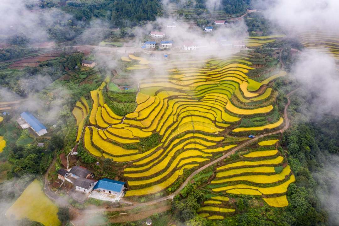 高山に稲穂色づく、寒さに強い「冷水稲」　湖北省宣昌