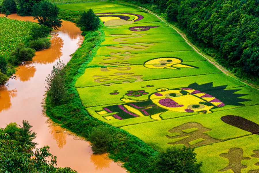 宜良馬蹄湾のカラフルな田んぼアート　雲南省昆明市