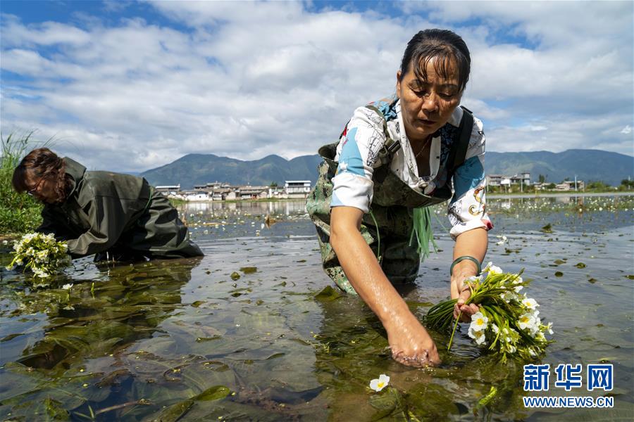 住民の所得増加を助ける水生植物「海菜」　雲南省