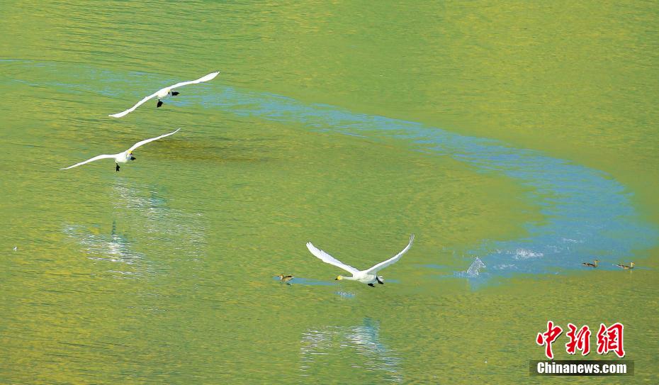 新疆カナス湖の白鳥　静かな湖面が天然の「舞台」に