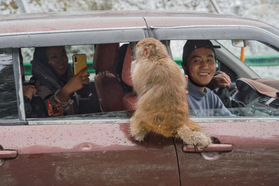 道行く車にエサをねだるサルの群れ（写真著作権はCFP視覚中国が所有のため転載禁止）。