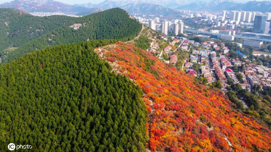 一方は緑で一方は赤という不思議な景観が広がる山東省済南市の蝎子山（写真著作権は東方ICが所有のため転載禁止）。