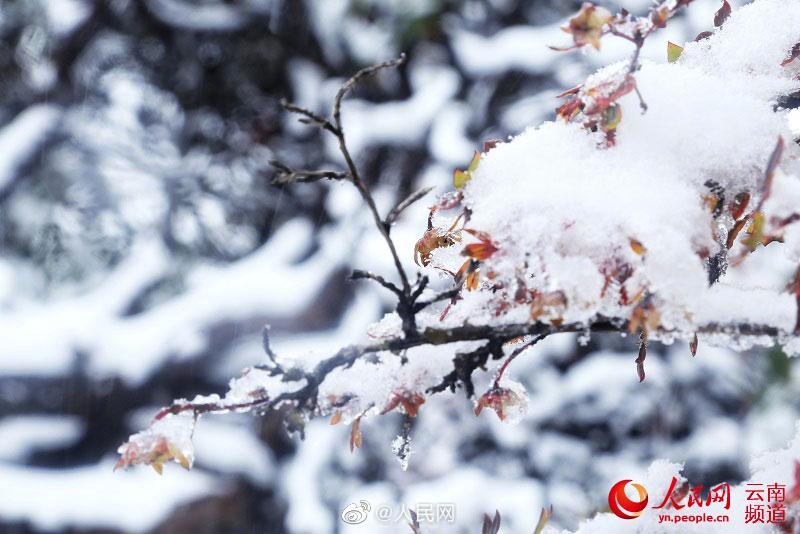 シャングリラに降雪、一面の銀世界に　雲南省