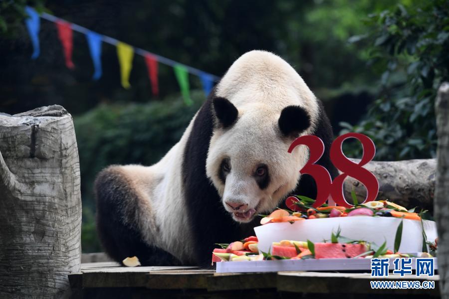 飼育パンダで世界最高齢となるパンダの「新星」、天国に旅立つ