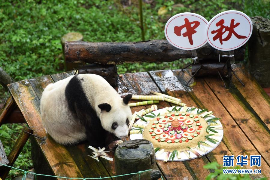 飼育パンダで世界最高齢となるパンダの「新星」、天国に旅立つ