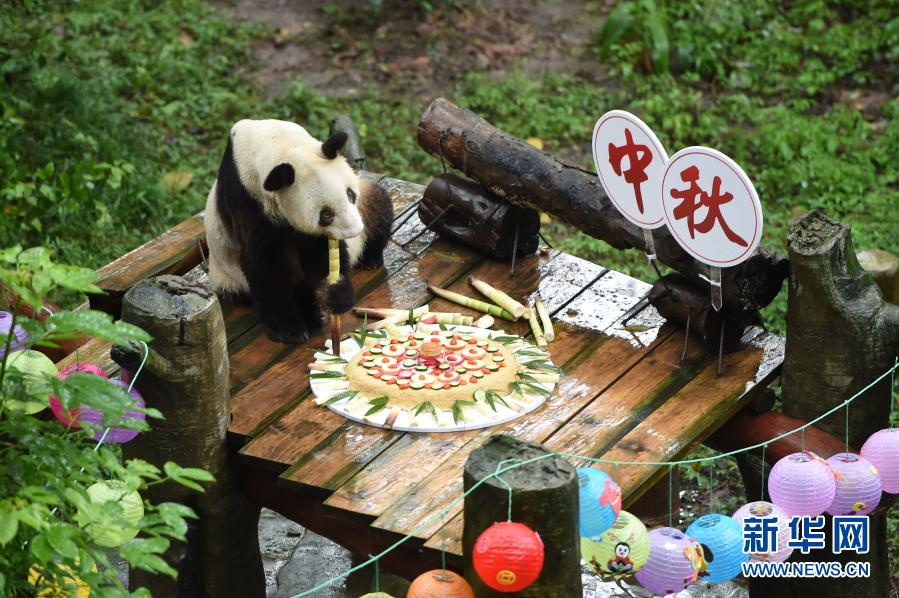 飼育パンダで世界最高齢となるパンダの「新星」、天国に旅立つ