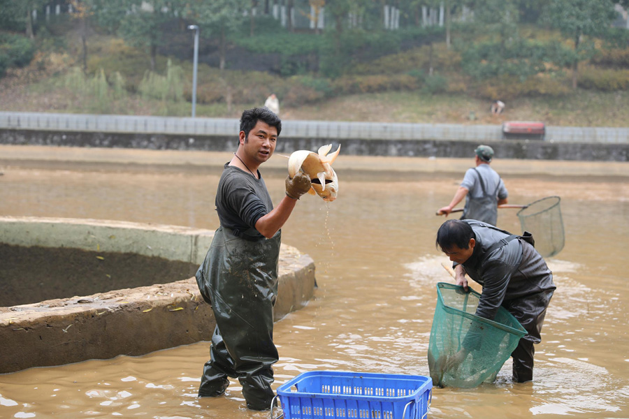 2020年12月27日、湖南科技大学構内の池で魚を捕る職員（写真著作権はCFP視覚中国が所有のため転載禁止）。