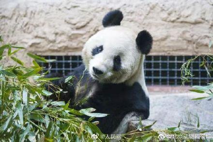 北京動物園の27歳の雌パンダ「吉妮（ジーニー）」が病死