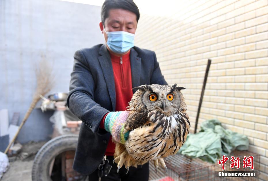 1月27日、治療のために保護したワシミミズクを保定市動物園野生動物救護センターに搬送する職員（撮影・韓氷）。 