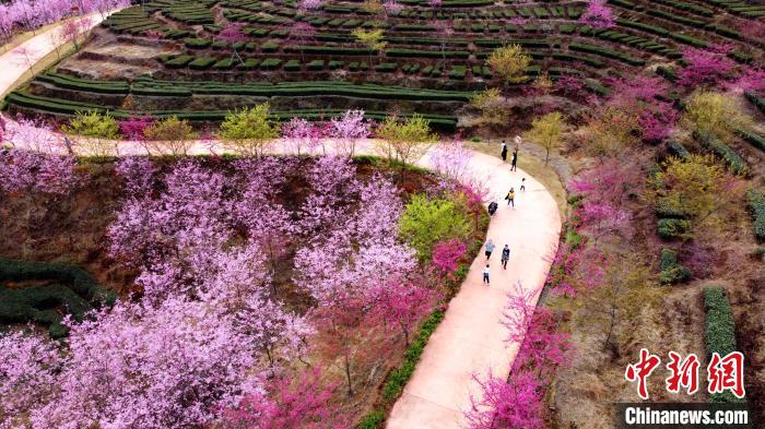 競い合うように咲く桜の花々。（撮影・張夢帆）