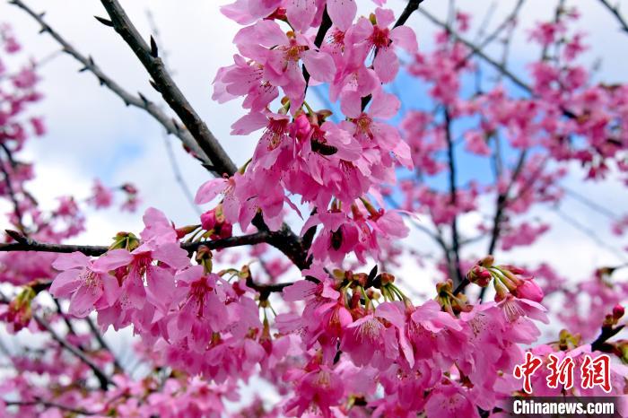 福建省南靖県で桜が満開