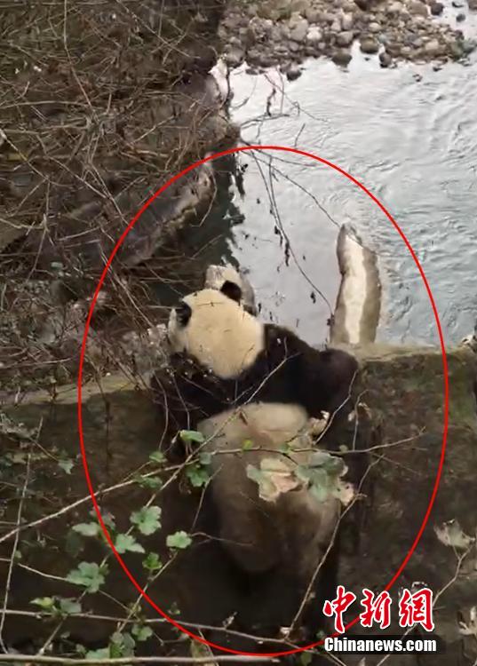 雅安市天全県にあるジャイアントパンダ国家公園二郎山国有林場で確認されたパンダ（画像提供・李さん）。