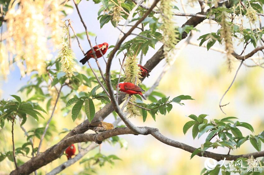 極めて珍しいシュイロマシコ30数羽を雲南省高黎貢山で確認