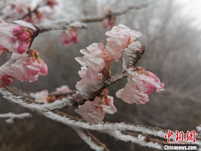 樹氷に覆われた浙江清凉峰国家級自然保護区内のサクラの花（撮影・章叔岩）。