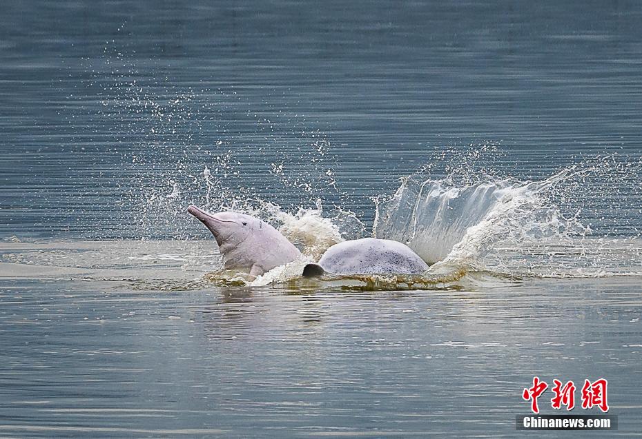 飛び跳ねたり、水しぶきをあげながら戯れる2頭のシナウスイロイルカ（撮影・鄭培銮）。