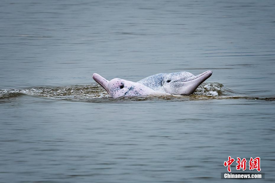 水しぶきあげ戯れる「海のパンダ」シナウスイロイルカ　福建省