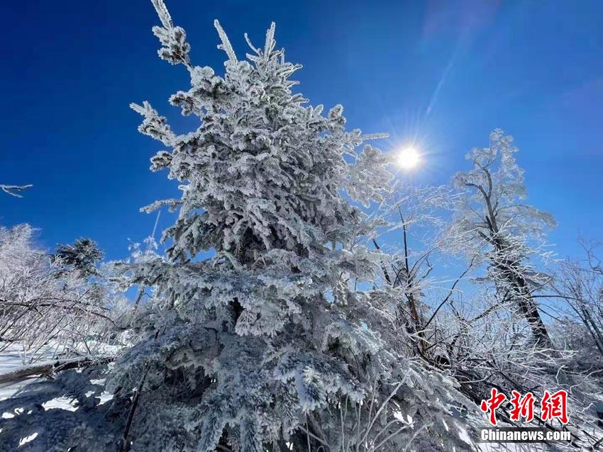 初春の「五つ星」高山霧氷 吉林省北大湖