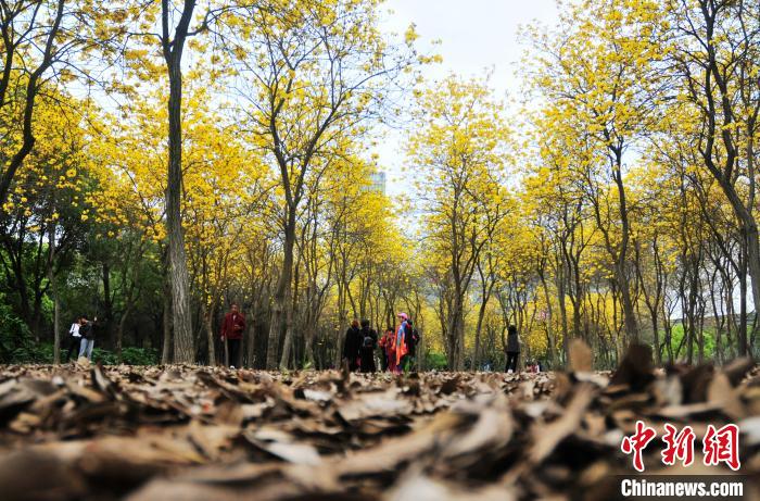 3月8日、福建省福州市金山港頭公園で栽培されている開花したキバナノウゼン（撮影・張斌）。