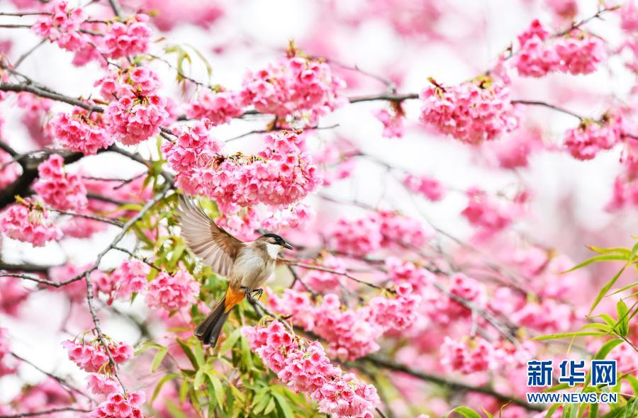 鳥がさえずり、桜が咲きほこる春のムード満載に　貴州省貴陽