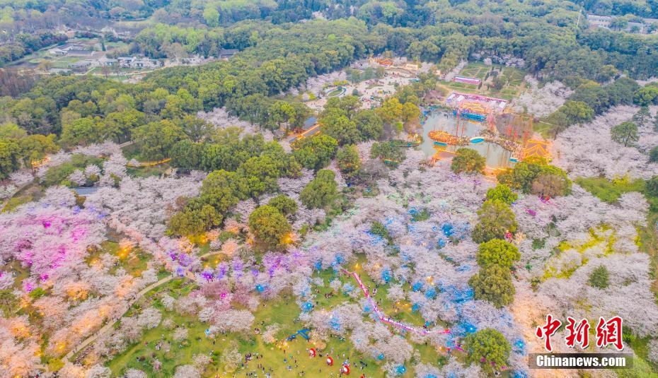 東湖桜花園の夜桜ライトアップ　湖北省武漢