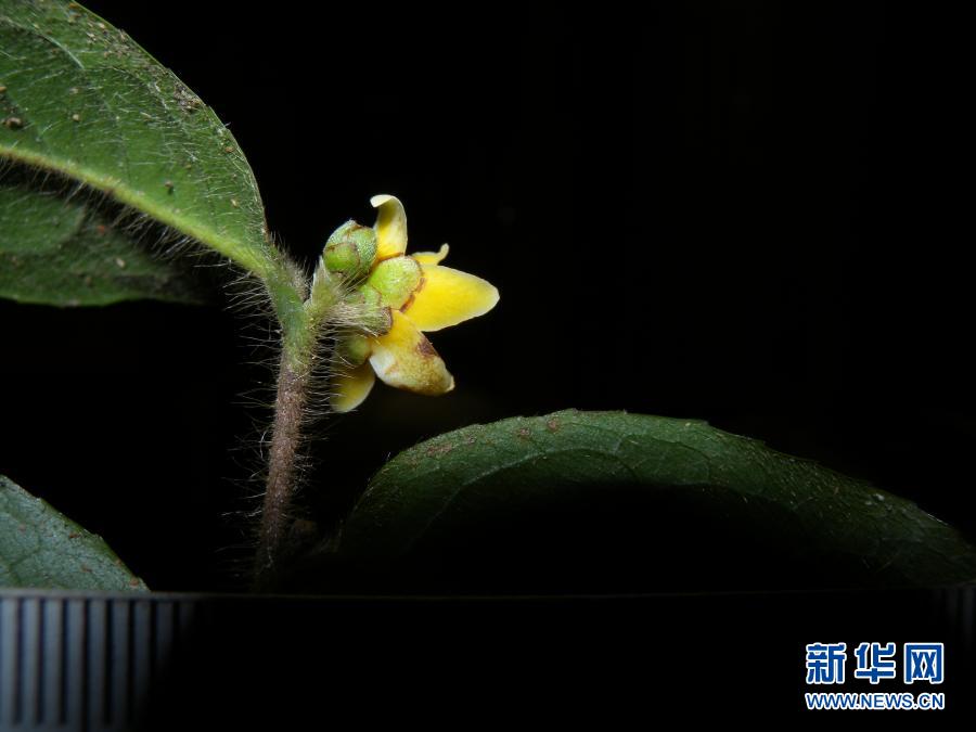 花をほころばせた雲南管蕊茶（2020年10月18日撮影・楊世雄）。