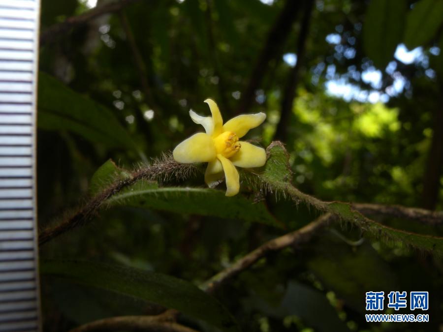 「雲南管蕊茶」中国で管蕊茶の新種を初発見、その数わずか30株ほど　雲南省