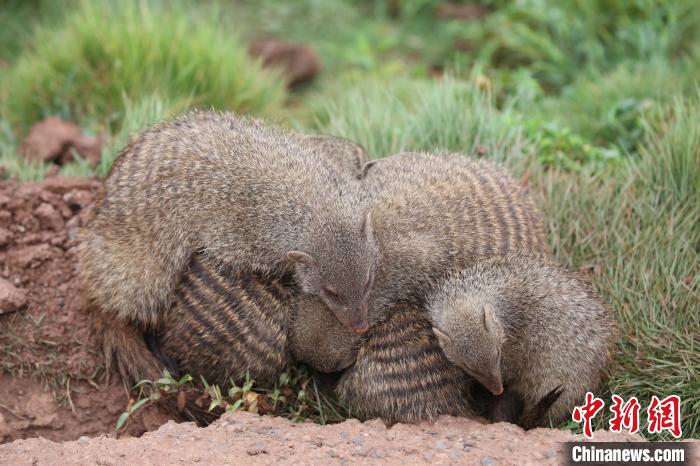 世界睡眠デーに動物たちの可愛い寝姿で癒されよう！