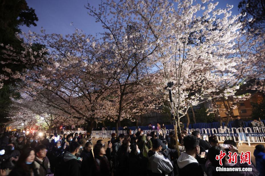 南京の街を飾る「夜桜」、春の夜景楽しむ人々