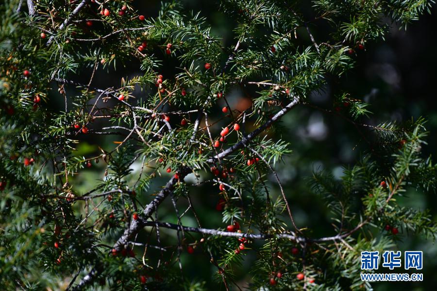 希少野生動植物種のタクスス・フアナ、40年ぶりに中国で再発見