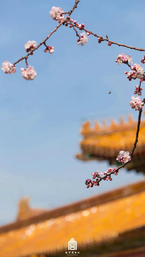 再び巡り来た春　故宮の花を探しに行こう