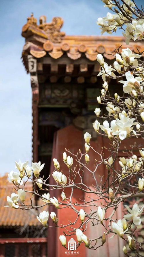 再び巡り来た春　故宮の花を探しに行こう