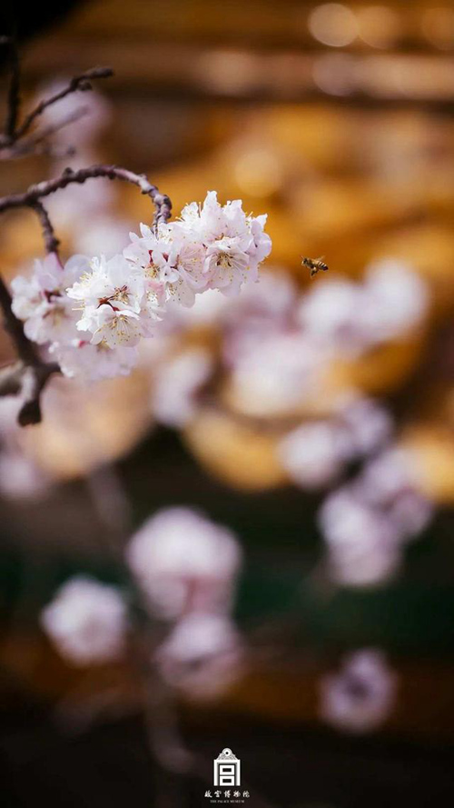 再び巡り来た春　故宮の花を探しに行こう