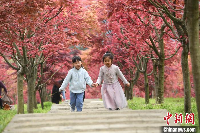 楓の木の下で駆け回って遊ぶ2人の子供（撮影・陳超）。