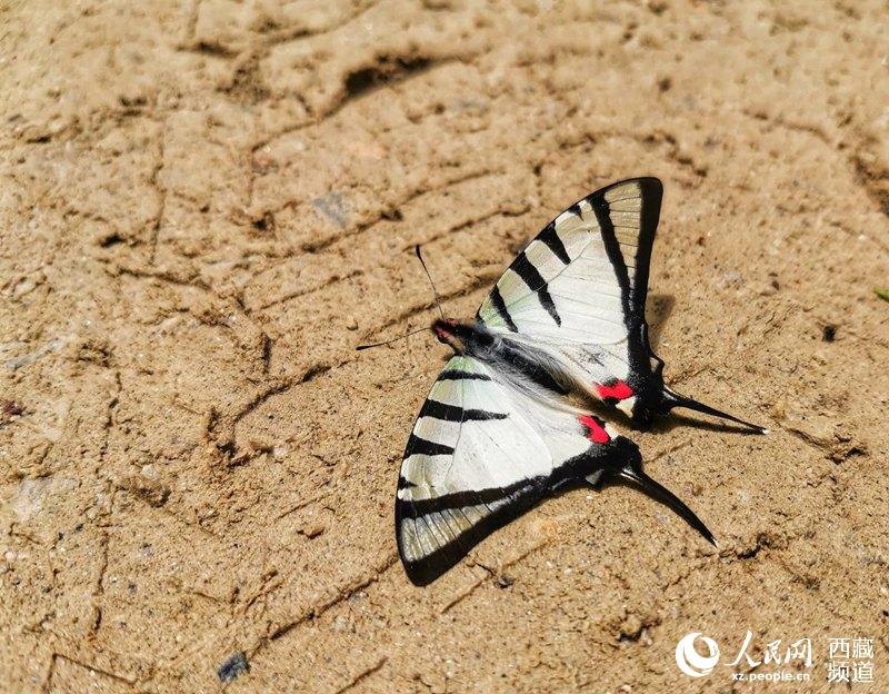 napi extensa Poujade 撮影・李海霞