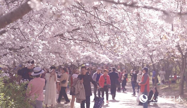 3万本のサクラが花咲く無錫太湖鼋頭渚景勝地（撮影・袁蒙）。  2、1988年2月、長谷川清巳さん（写真右）率いる第一陣のサクラ友誼林建設友好訪中団が無錫を訪問した時の様子（写真提供・新発田喜代子さん）。  3、1988年2月、無錫でサクラの苗木を植える第一陣のサクラ友誼林建設友好訪中団（写真提供・新発田喜代子さん）。  4、中日サクラ友誼林記念碑（撮影・袁蒙）。  5、2017年、中日サクラ友誼林建設30周年植樹セレモニー（写真提供・新発田喜代子さん）。  6、2021年3月25日、中日サクラ友誼林建設34周年記念イベントの開幕式に、ビデオ通話で挨拶を述べる新発田豊さん（撮影・袁蒙）。  7、無錫新呉区が友好都市の豊川市に贈呈したマスク5万枚（写真提供・無錫市ハイテクパーク宣伝部）。  8、2021年3月25日、2021無錫国際花見ウィーク・中日サクラ友誼林建設34周年記念イベントの開幕式で挨拶する林松添会長（撮影・袁蒙）。