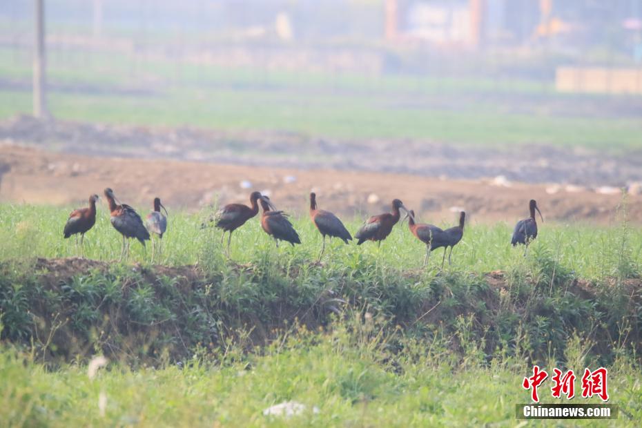 国家一級保護動物「ブロンズトキ」を訪ねて　雲南省孟連