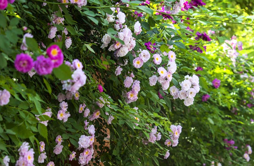 咲き誇るバラの花（撮影・王秀範）。