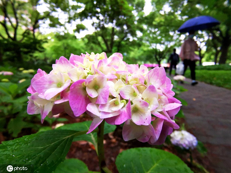 街に咲き誇る色とりどりのアジサイ。（写真著作権は東方ICが所有のため転載禁止）