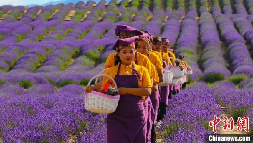 花を摘み始める花摘みの女性たち。摘み取られた花から、2021年最初のラベンダーアロマオイルが作られる。