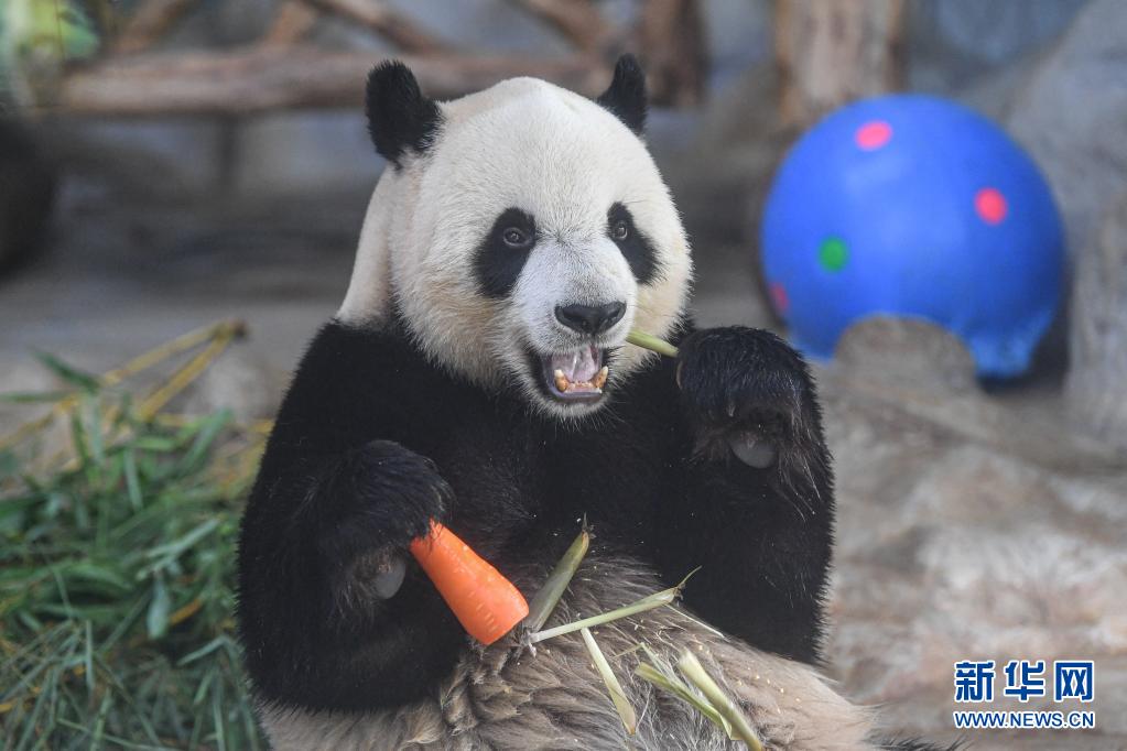 6月14日、海南省海口市にある海南熱帯野生動植物園で、御馳走を味わうパンダ「舜舜（シュンシュン）」（撮影・蒲暁旭）。